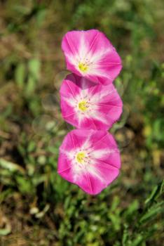 Beautiful mountain flowers. Flora of mountain ranges.