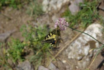 Beautiful mountain flowers. Flora of mountain ranges.