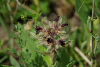 Beautiful mountain flowers. Flora of mountain ranges.