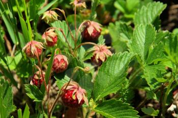 Beautiful mountain flowers. Flora of mountain ranges.