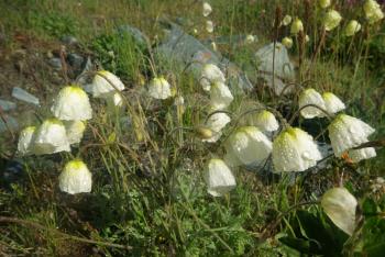 Beautiful mountain flowers. Flora of mountain ranges.