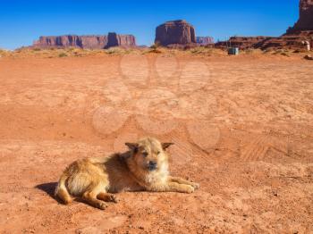 The Dog in the background Monument Valley.