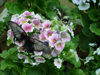 Butterfly on a flower. The insects in the terrarium.                            
