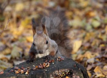 Common forest squirrel in the forest park.