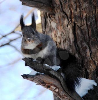 Common forest squirrel in the forest park.