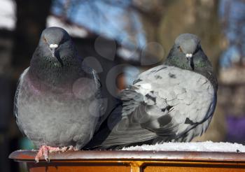 Common blue-gray doves in the city. Bird, who lives next to the man.