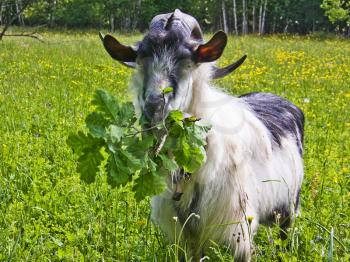 Goat common. Cloven-hoofed ruminants.