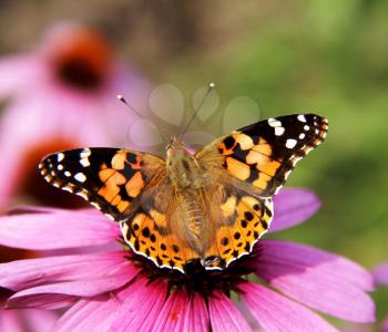 Butterfly on a flower. The insects in the terrarium.                            