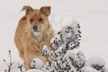 Dog, pet of all people. Dog in winter snow. Street dog walking.