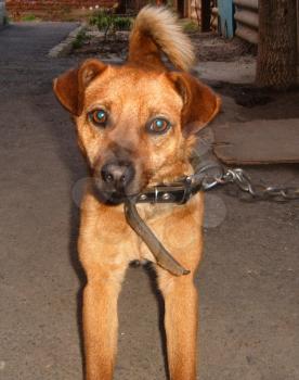 Pets of all people. Loyal friend and good security guard.