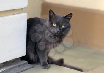 Black beautiful cat. Furry pets