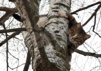 The cat climbed the tree.
