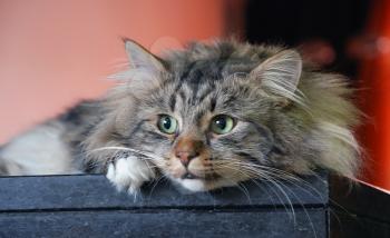 Cute cats, furry pets and friends. Domestic cat