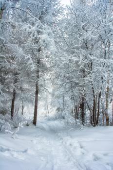 Winter landscape. Trees in the snow. Snow and frost.