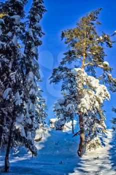 Winter forest, snow covered expanses. Landscapes of open spaces of nature.