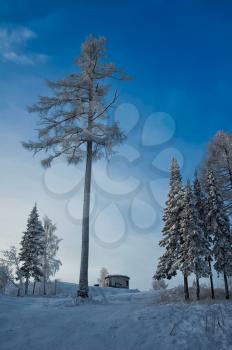 Winter landscape. Trees in the snow. Snow and frost.