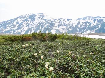 Flowers of Kamchatka plants. Plants on volcanic soil