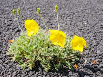 Flowering plants of Kamchatka. Plants on volcanic soil