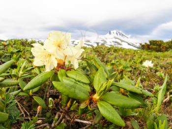 Flowering plants of Kamchatka. Plants on volcanic soil