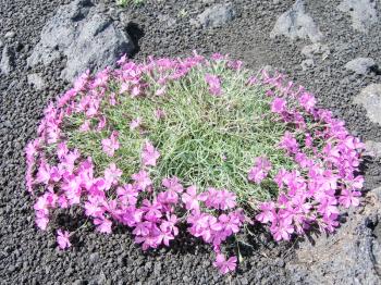Flowering plants of Kamchatka. Plants on volcanic soil