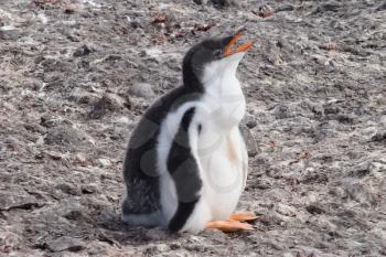 Penguins in Antarctica, waterfowl penguin in nature