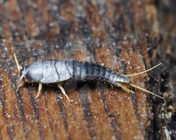 silverfish. Insect Lepisma saccharina, Thermobia domestica in normal habitat