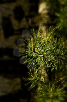 Natural landscape. Grass and trees in the forest. Untouched nature.