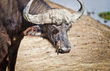 African buffalo. Africa hoofed animals, cows relative. Horned wild cattle