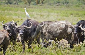 African buffalo. Africa hoofed animals, cows relative. Horned wild cattle