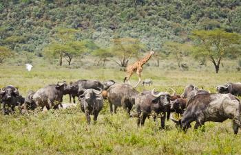 African buffalo. Africa hoofed animals, cows relative. Horned wild cattle