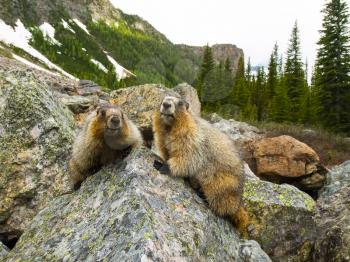 Canadian groundhog on stone boulders. Wildlife Canada.