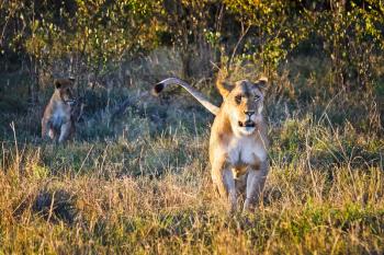 Lion in the wild in the African savannah. Lion - predator felines