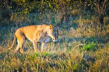 Lion in the wild in the African savannah. Lion - predator felines