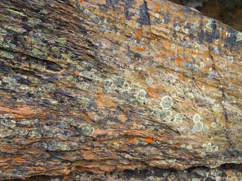 Lichen on the rock. The symbiotic organism lichen.