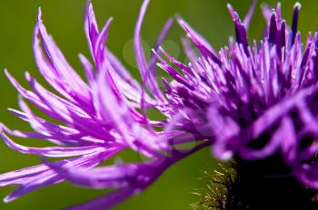 Macro photo of wildlife, flowers and leaves of plants