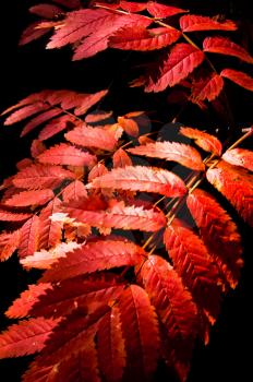 Macro photo of wildlife, flowers and leaves of plants