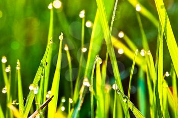 Green grass in the dew on the lawn. Macro photo of wildlife, flowers and leaves of plants