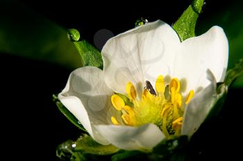 Macro photo of wildlife, flowers and leaves of plants