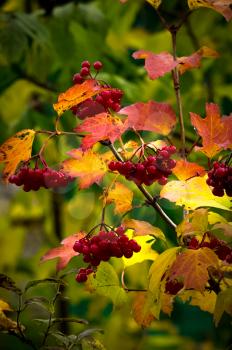 Macro photo of wildlife, flowers and leaves of plants