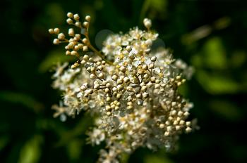 Macro photo of wildlife, flowers and leaves of plants