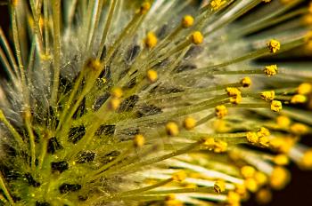 Macro photo of wildlife, flowers and leaves of plants