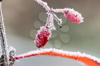 Macro photo of wildlife, flowers and leaves of plants