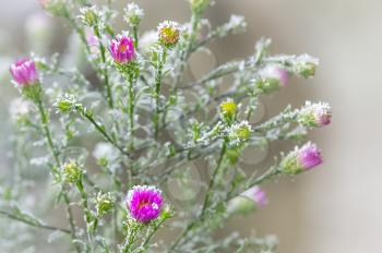 Macro photo of wildlife, flowers and leaves of plants