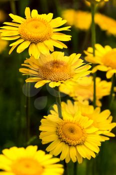 Macro photo of wildlife, flowers and leaves of plants