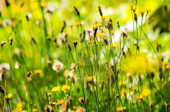 Macro photo of wildlife, flowers and leaves of plants