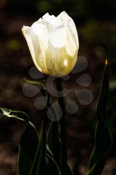 Macro photo of wildlife, flowers and leaves of plants