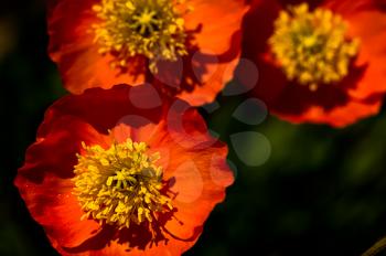 Macro photo of wildlife, flowers and leaves of plants