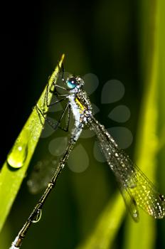 Macro photo of wildlife, flowers and leaves of plants