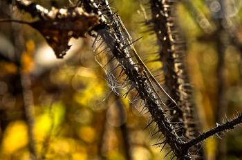 Macro photo of wildlife, flowers and leaves of plants