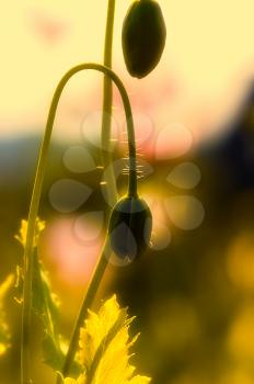 Macro photo of wildlife, flowers and leaves of plants